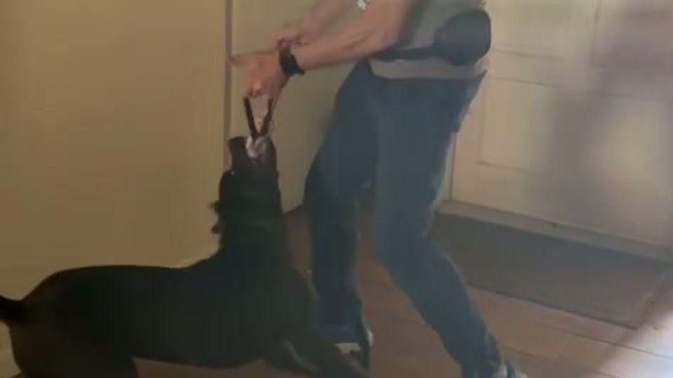 Cane Corso impulse control training